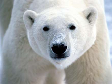 نماي بسته از خرس قطبي