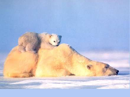 خرس قطبي و توله اش در حال آفتاب گرفتن