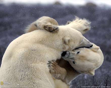 بازي دوستانه دو خرس قطبي