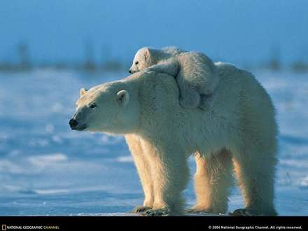 کوچ خرس قطبي و بچش