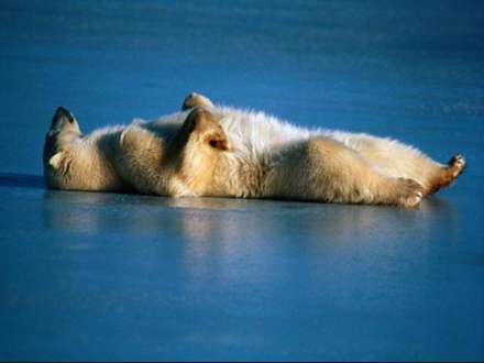 حمام آفتاب يك خرس قطبي
