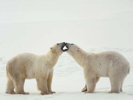 دعوا بين دو خرس قطبي