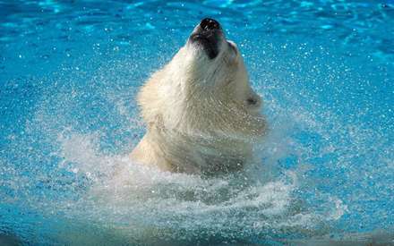 خرس قطبي در حال نفس گيري