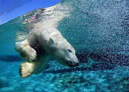 شيرجه خرس قطبي در آب