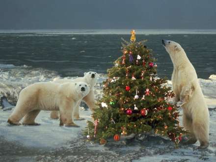 کريسمس خرس هاي قطبي