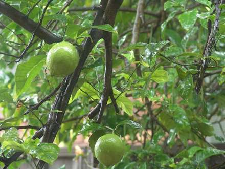 ليموهاي کال روي درخت