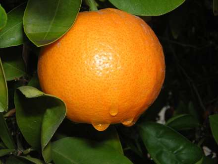 پرتقالي روي شاخه