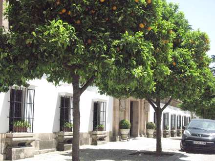 درختهاي باردار پرتقال کنار خيابان