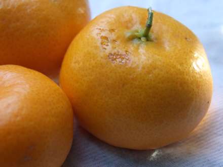 تعدادي نارنگي