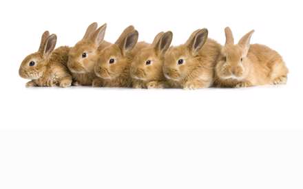 خرگوش های قهوه ای