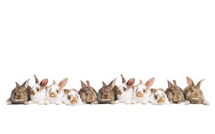 خرگوش های منظم