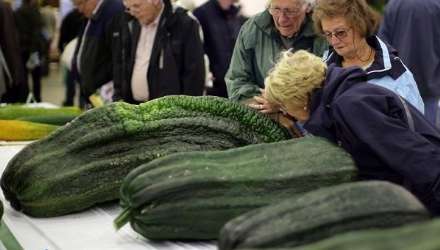 برگزاری مسابقات "بزرگترین سبزیجات دنیا" در انگلستان!
