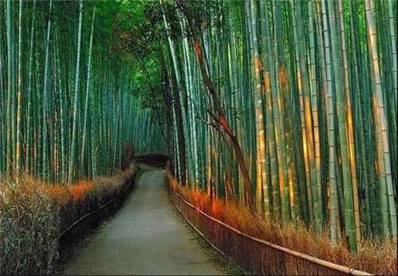 تصاویری بسیار زیبا از جنگل‌ بامبو در ژاپن