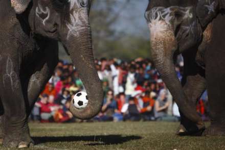 مسابقه فوتبال فیل ها