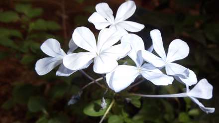 گل های پنج برگ سفید