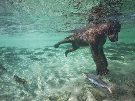 شنای خرس برای صید ماهی
