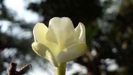 گل کاسه ای مایل به زرد