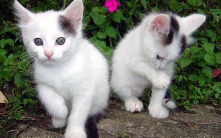 گربه های ملوس سفید