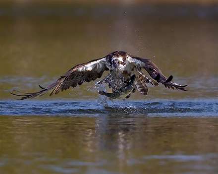 عقاب دریایی و ماهی شکار شده
