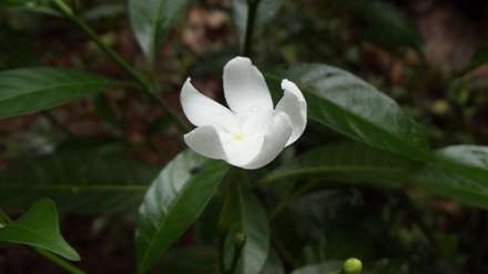 گل مینیاتوری سفید زیبا