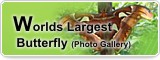 Worlds Largest Butterfly (Photo Gallery)