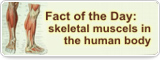 Fact of the Day: skeletal muscels in the human body