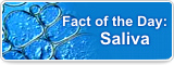 Fact of the Day: Saliva