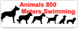 Animal 800 Meters Swimming