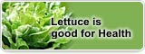 Lettuce is good for Health