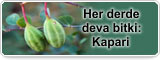 Her derde deva bitki: Kapari