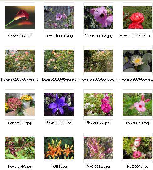 Gallery Flower No.1