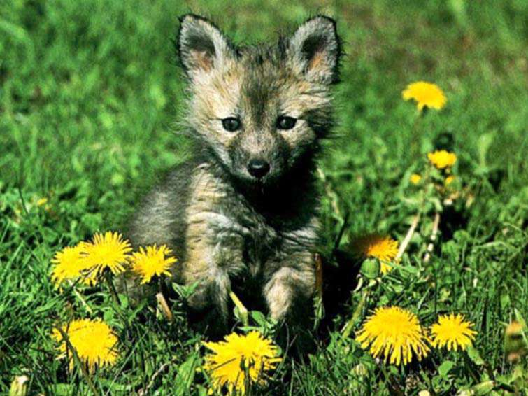 Animal Babies Screensaver