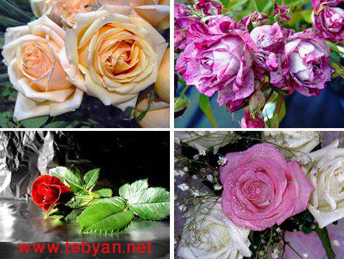 Beautiful Roses HQ Wallpapers Collection