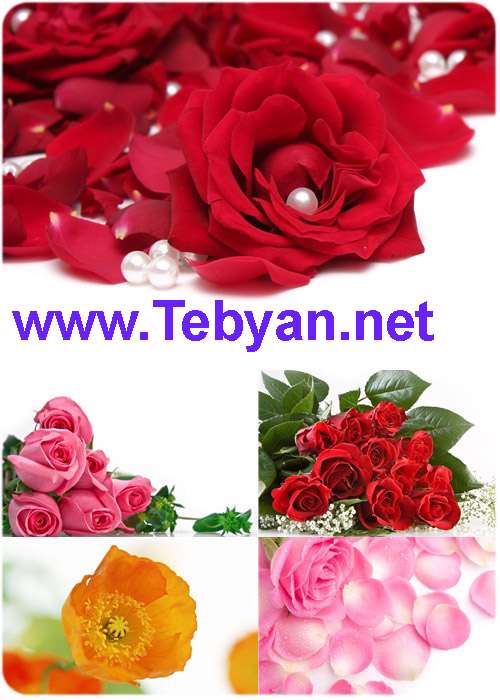 HQ Flowers