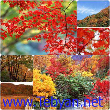 Beautiful Autumn Trees