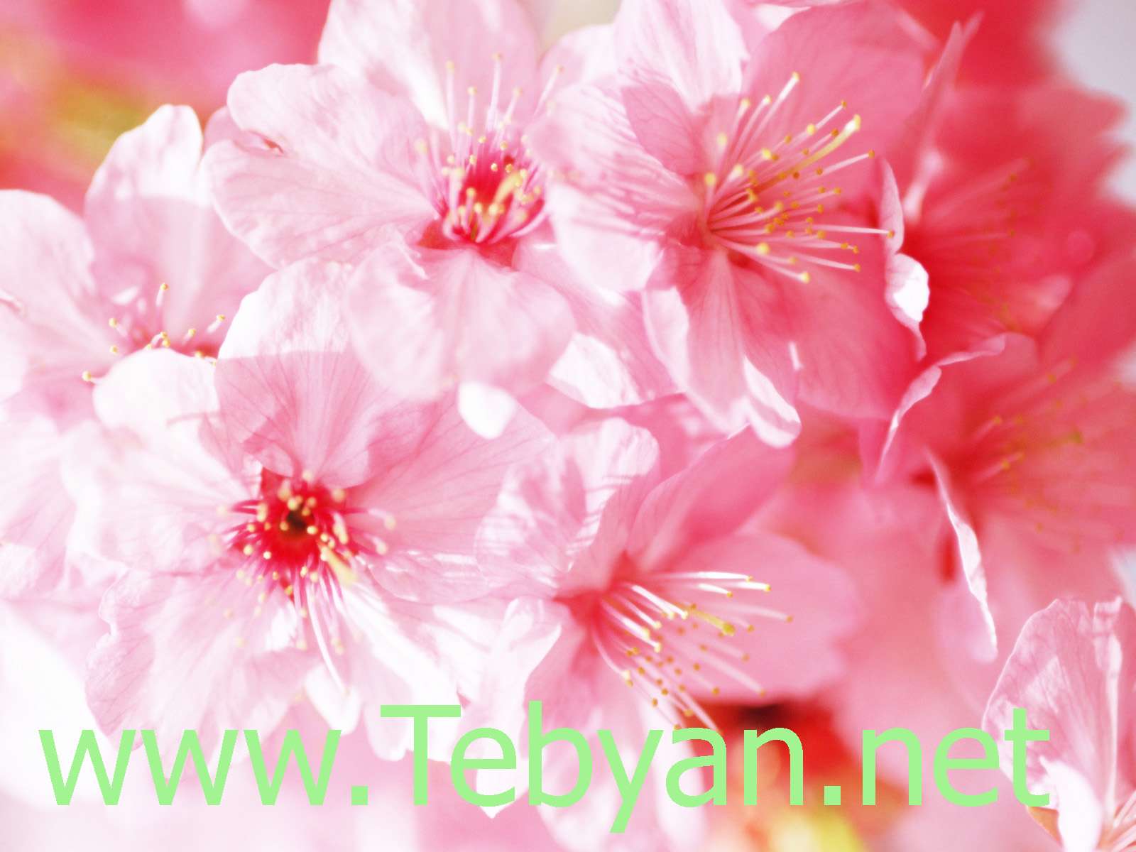 Spring Wallpaper -5