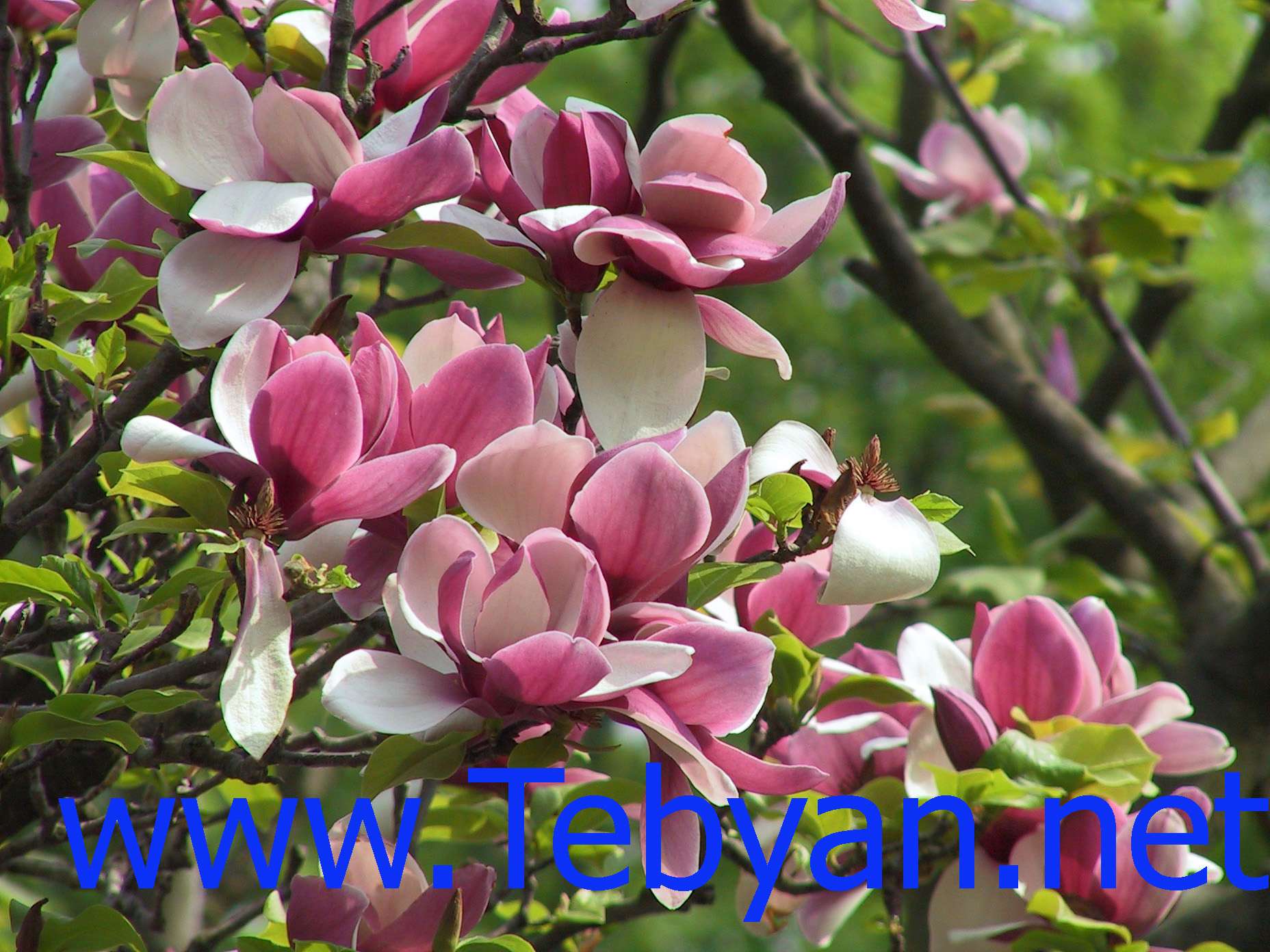 Spring Wallpaper -4