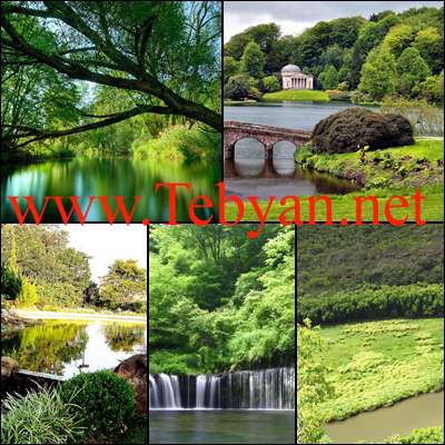 Beautiful Forest Wallpapers