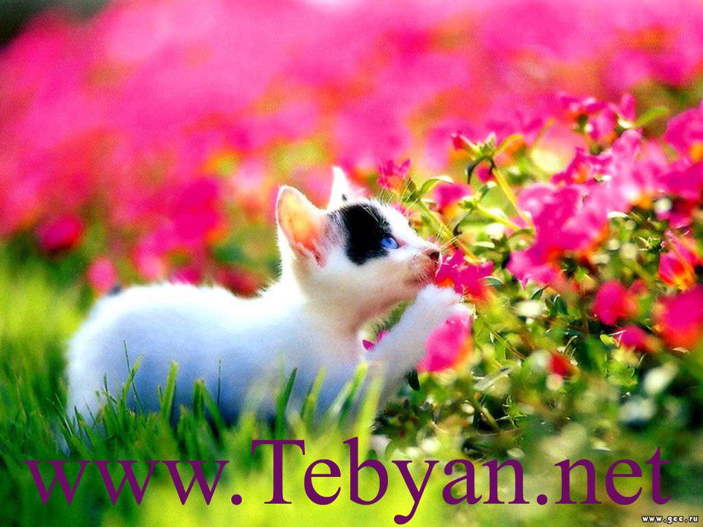 Cats Wallpaper
