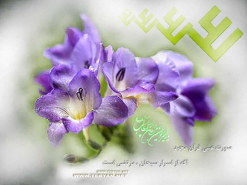 تصاویر ویژه ولادت امام علی (ع) از سال 81 الی 86