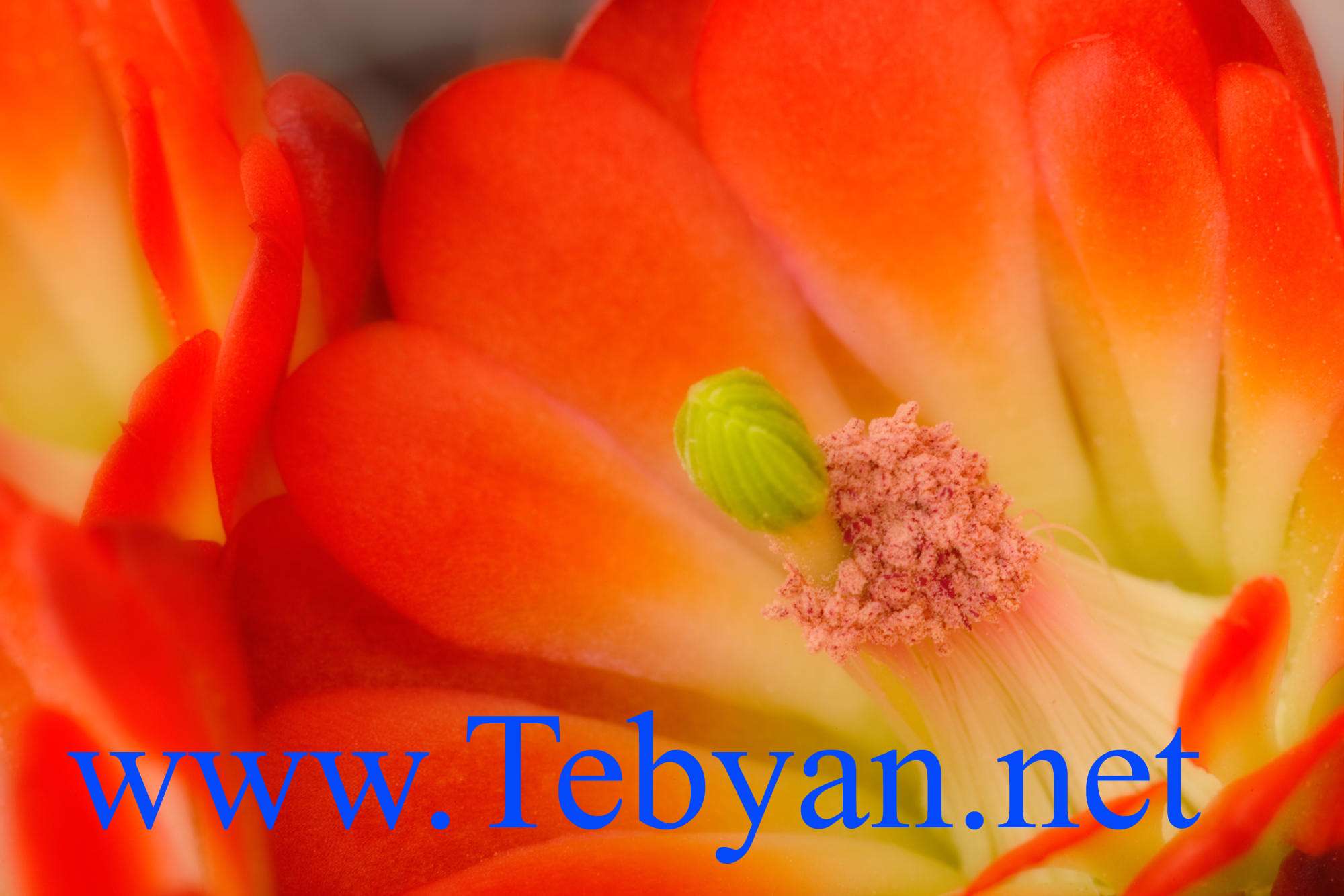 تصاویر ویژه از گل های وحشی