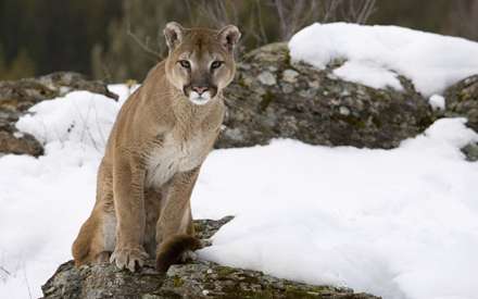 گربه، گربه وحشی پشمالو، puma concolor، یوزپلنگ درنده آمریکایی، شیر کوه، گربه کوهی، گربه سانان، Felidae، بومی قاره آمریکا، پوما