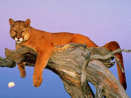 گربه، گربه وحشی پشمالو، puma concolor، یوزپلنگ درنده آمریکایی، شیر کوه، گربه کوهی، گربه سانان، Felidae، بومی قاره آمریکا، پوما