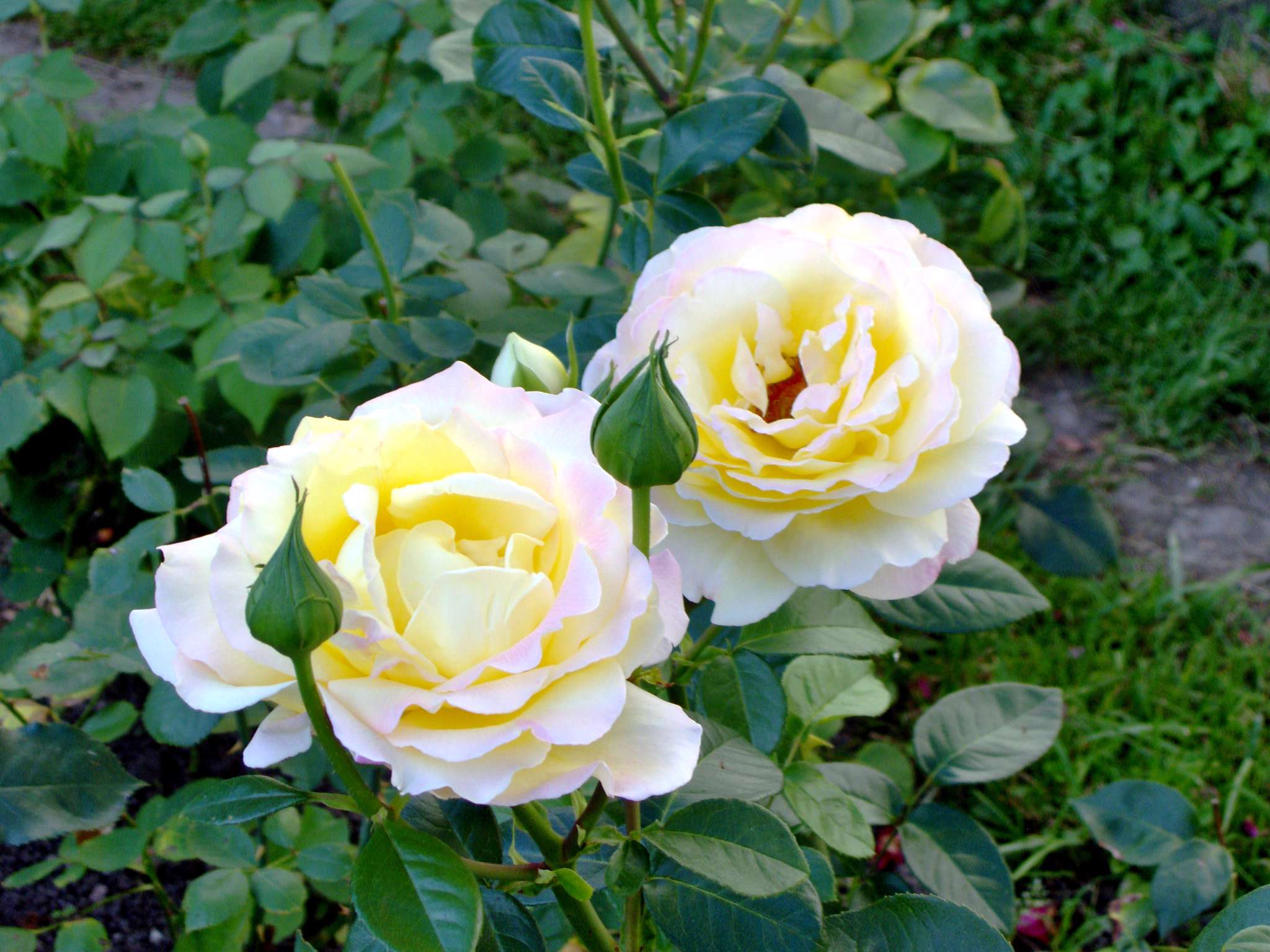 Image result for ?تصویر متحرک گل زیبای سفید?‎