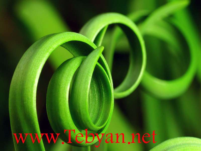 Green Leaf Nature Wallpaper