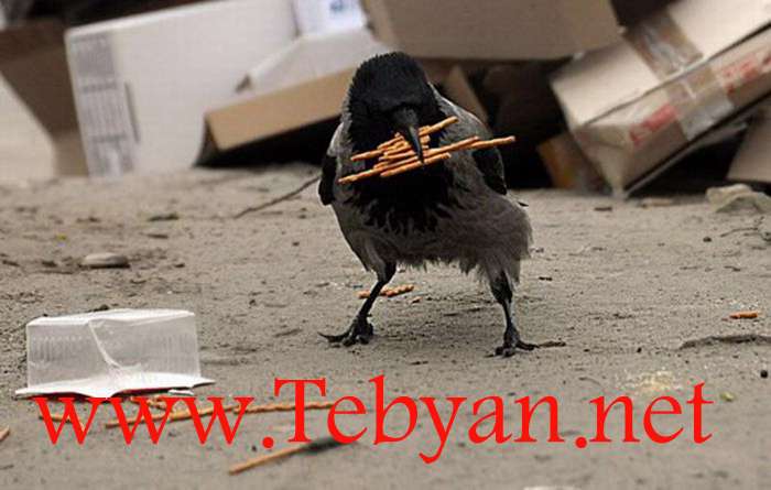Wallpapers Funny Animals Collection