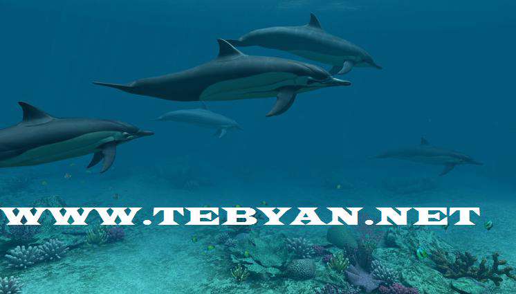 Dolphins 3D Screensaver 1.0 Build 1