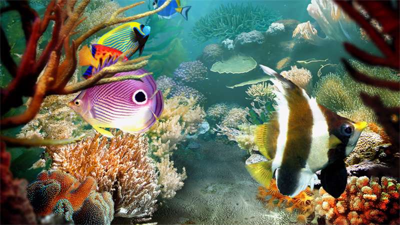 Tropical Fish 1.1.0.6