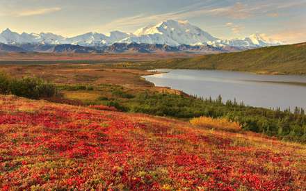تصویر، IMAGE، طبیعت، منظره، چشم انداز، گلزار، گل، قرمز، طبیعت، سرسبز، رودخانه، آلاسکا