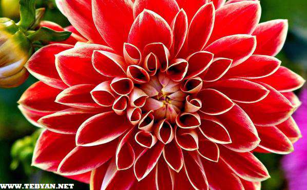 50 تصویر پس زمینه (والپیپر) از گل های زیبا با کیفیت Full HD